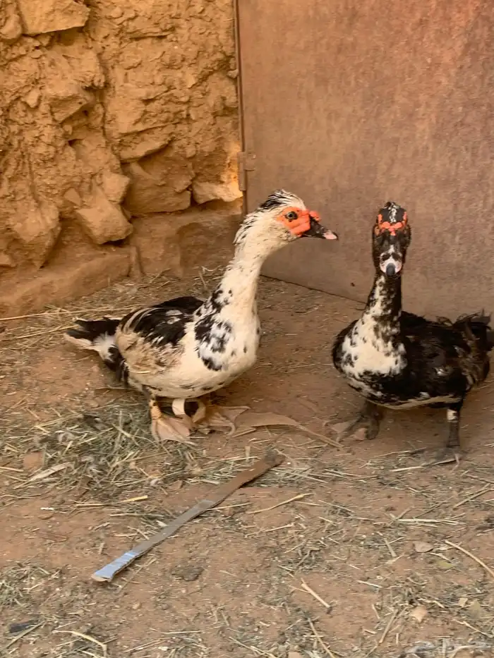 ذكور بح 1