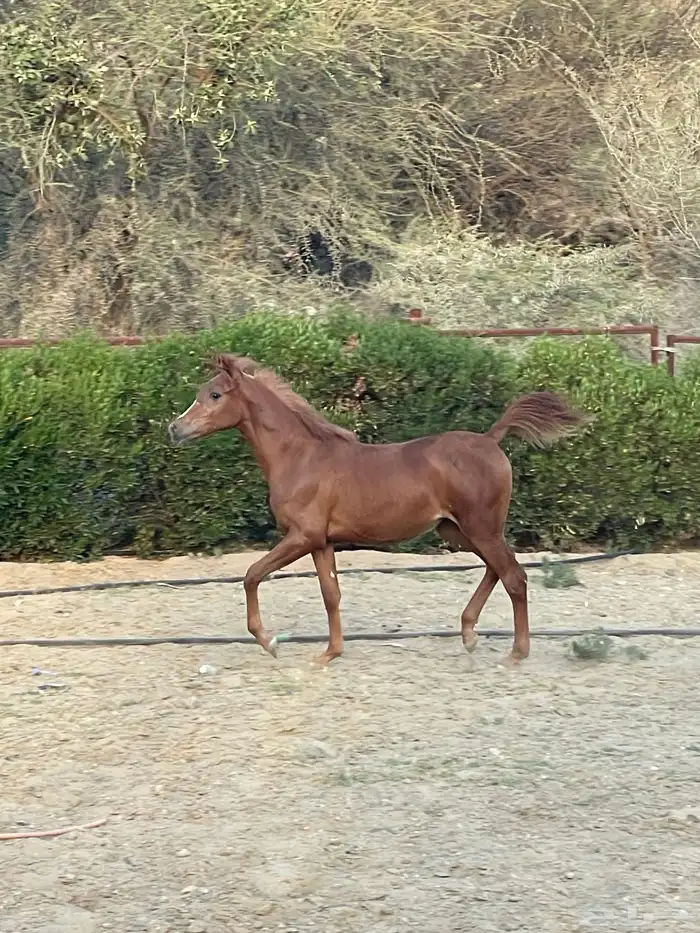 مهرة عربية شيخة ظهران الجنوب 2