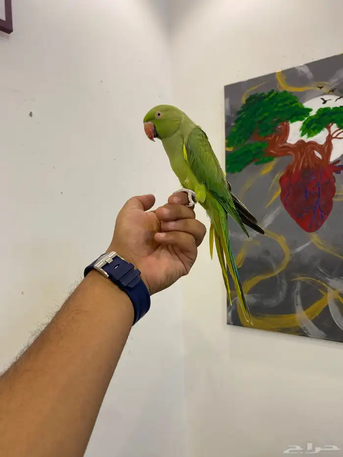 ذكر دره هندي مجنون ولافه ونادر تحصل مثل ولافته 9
