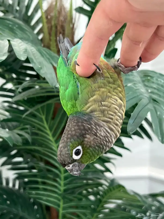 كنيور قرين شيك الليف حمامه هدد متكلم 10-15 كلمه 0