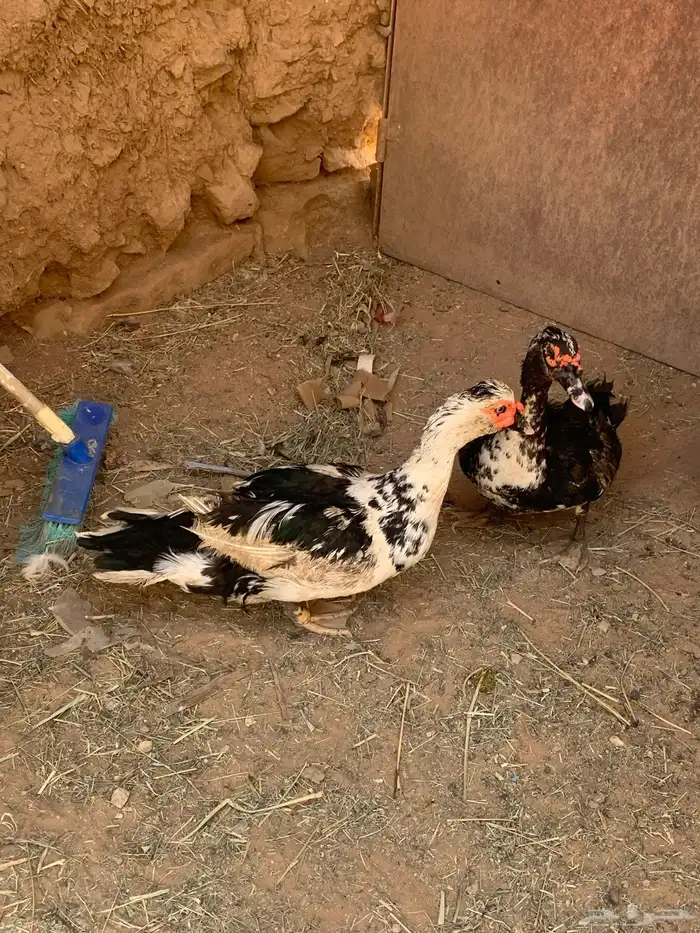 ذكور بح 4