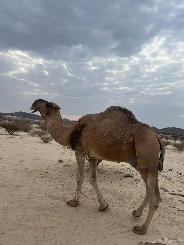 بعير احمر منتج وانتاجه ماجود سنه ناب وشرط من كل العذاريب 0