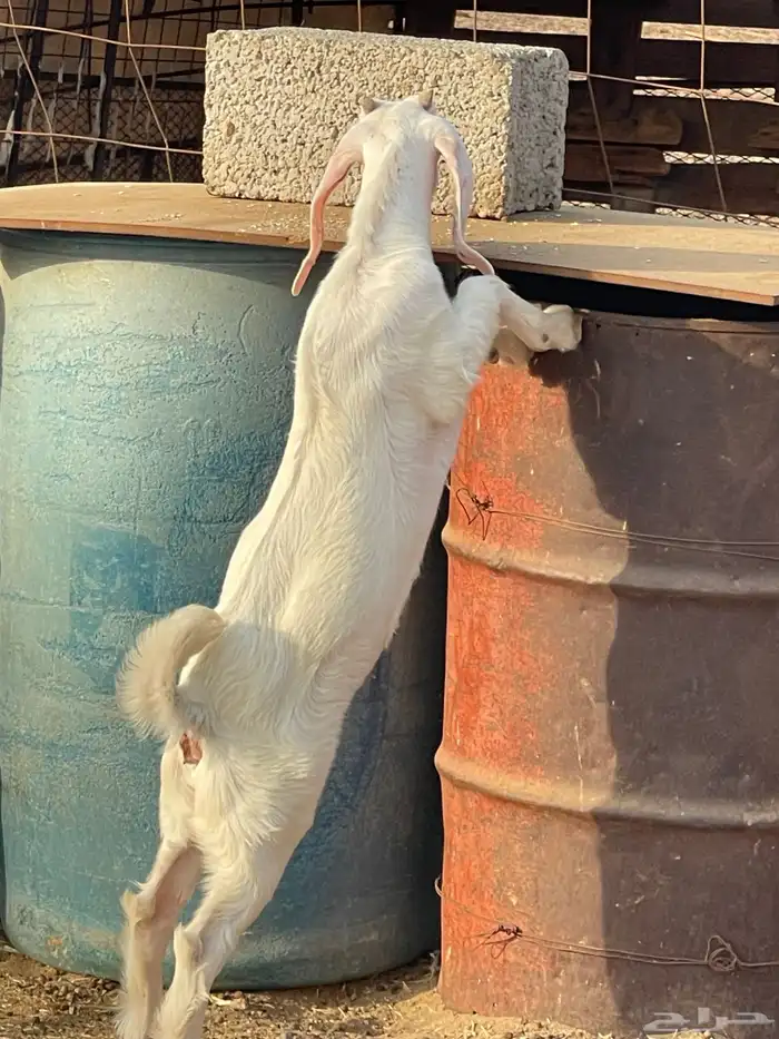 معزا للبيع 23
