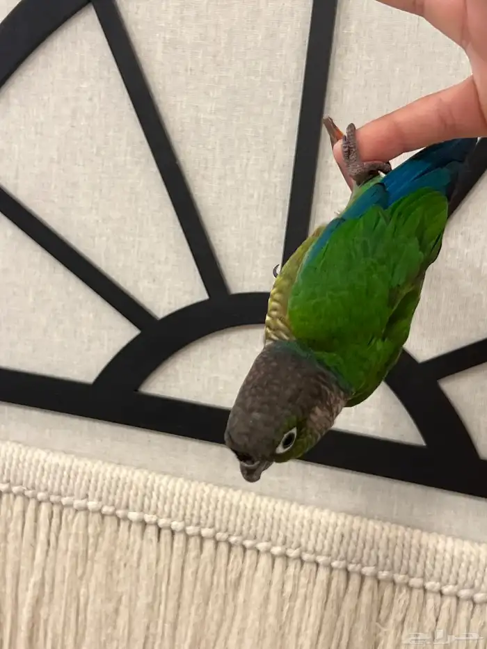 كنيور قرين شيك الليف حمامه هدد متكلم 10-15 كلمه 7