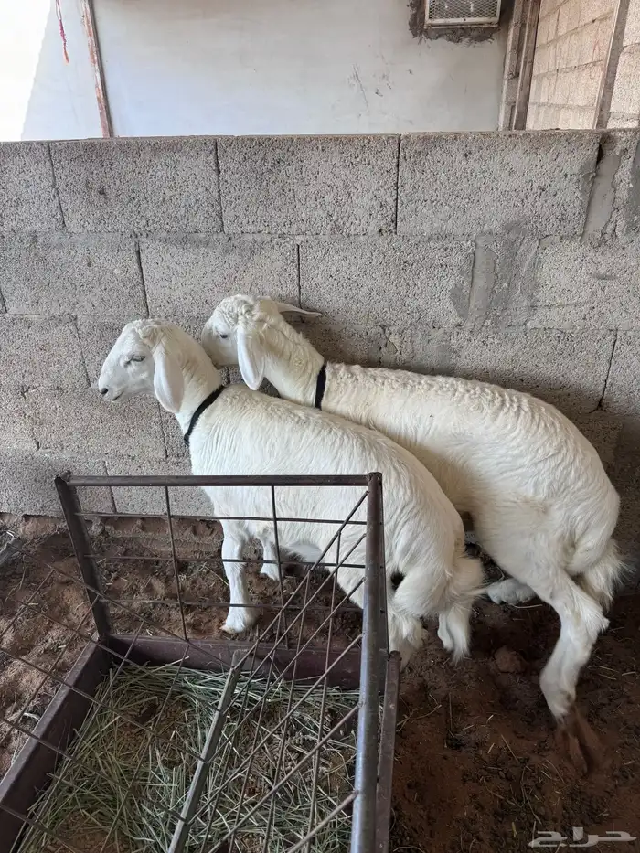 خرفان حريات ذبايح 0
