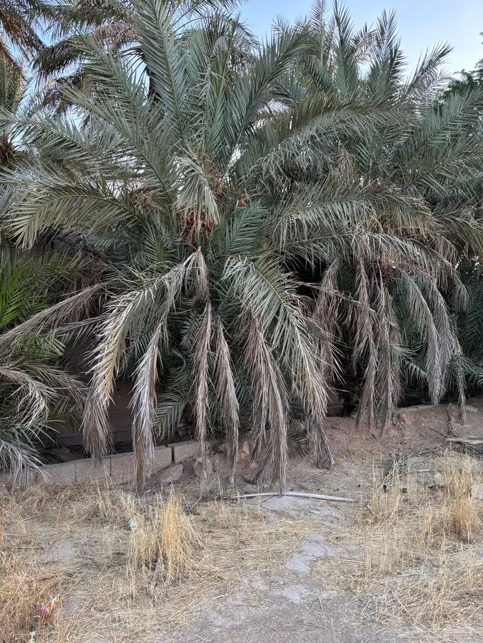 مجانا نخل وفسائل نخل مجانا بدون مقابل 5