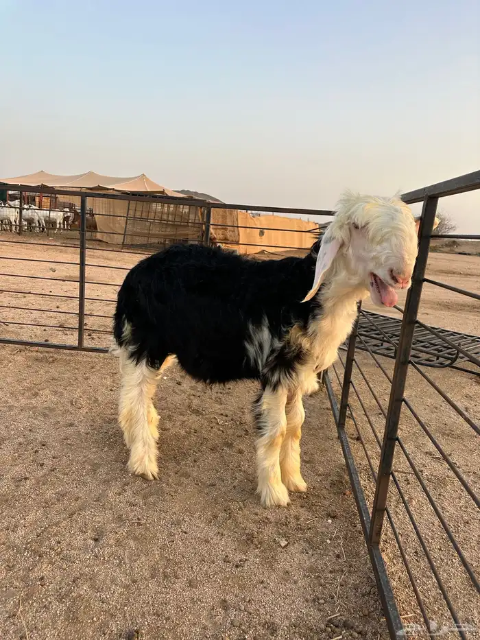طلي نجدي صنف الصنف مشروع فحل العمر 4 أشهر 1