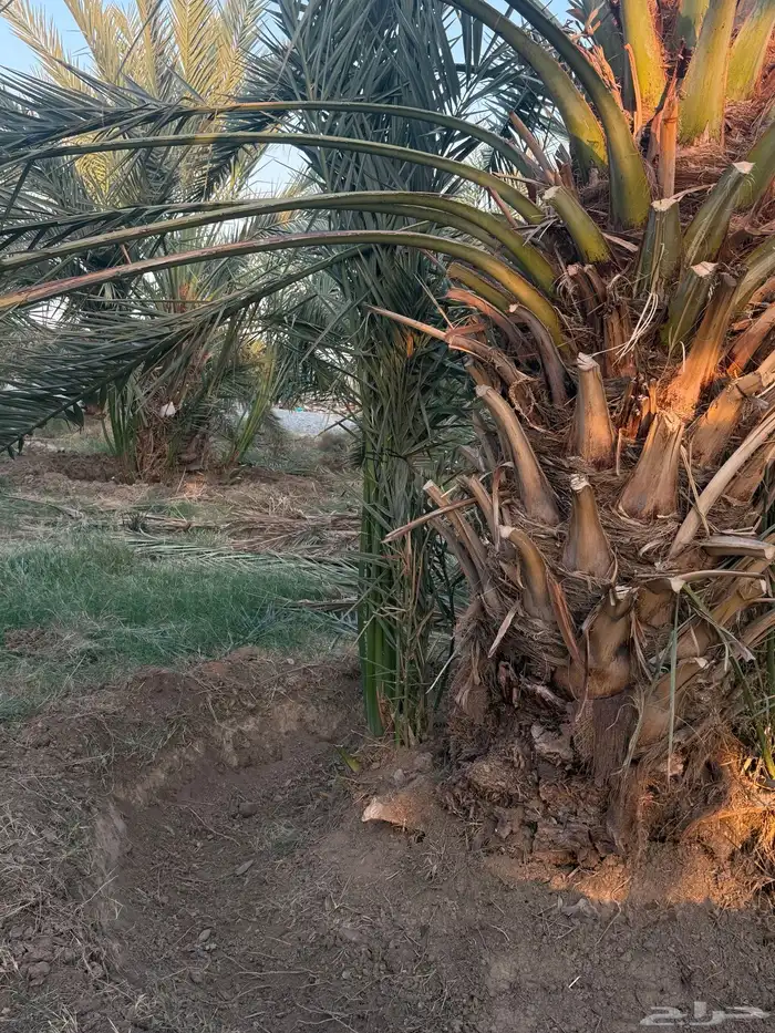 فسايل او صنيه عجوا فاخره 5