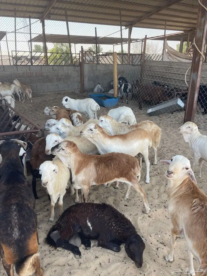ذبايح رفيدي فل الفل 2