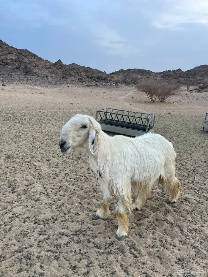 خروف عيسي 1