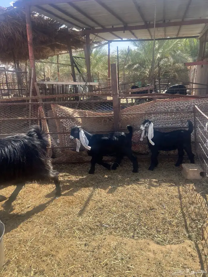 عنز عارضيه متوم 0