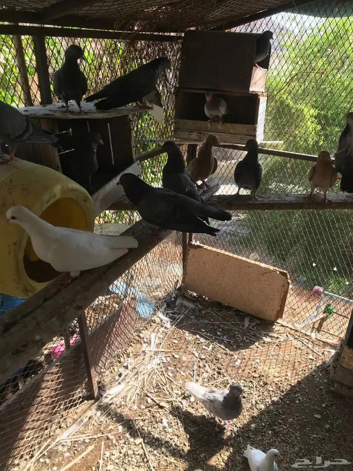 صنعاني شيبه أزرق 1