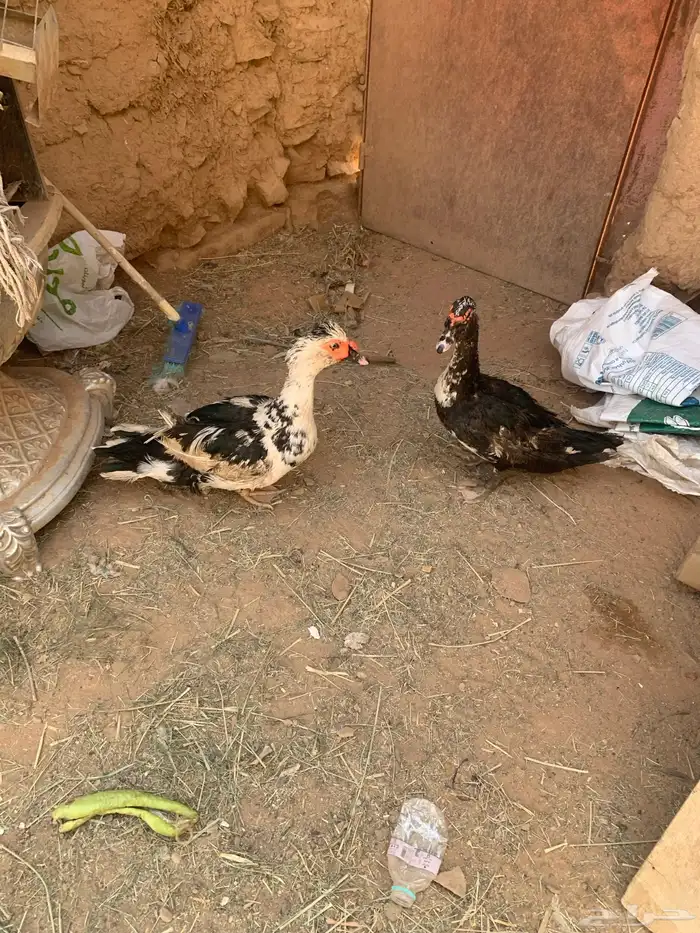 ذكور بح 3