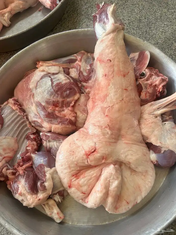 نعيم جبر فاخر وهرافي وحريات ثلاجه كفو 4