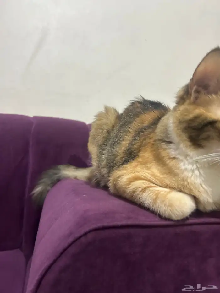 للتبني قطه أنثى العمر تقريبا من 7 أشهر إلى 8 اشهر 6