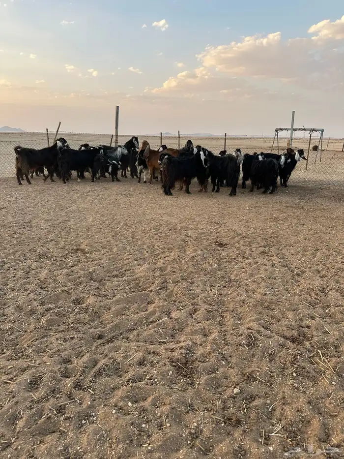 معزا طيبه 2