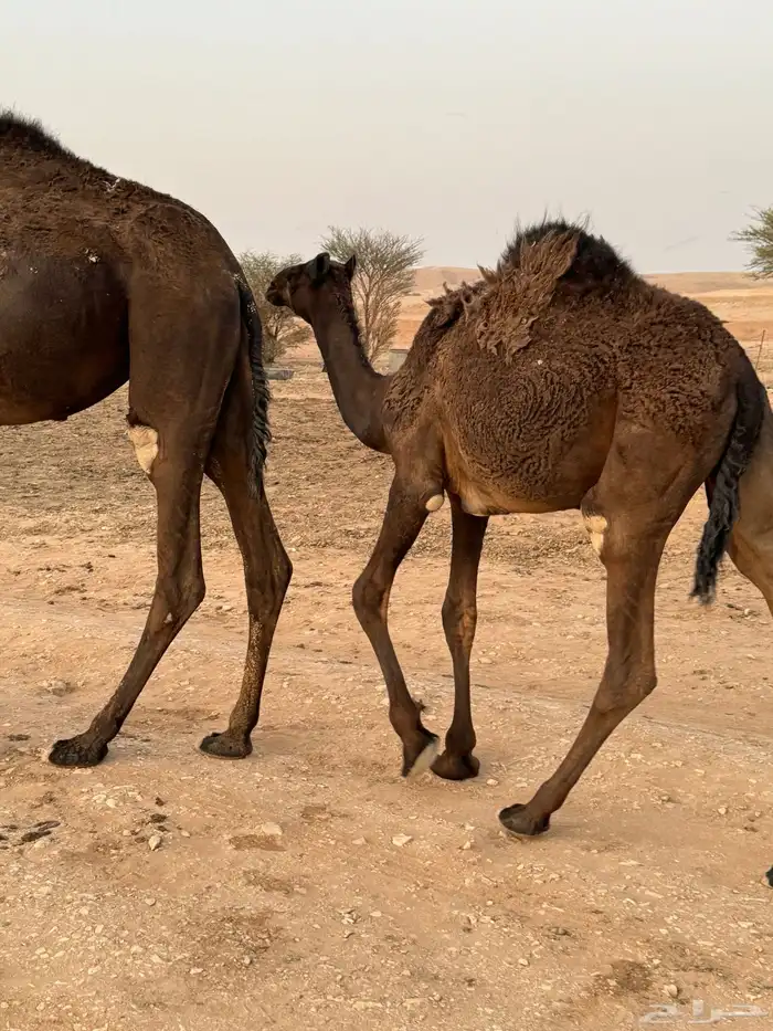 للبيع بكره عمرها 9 شهور 3