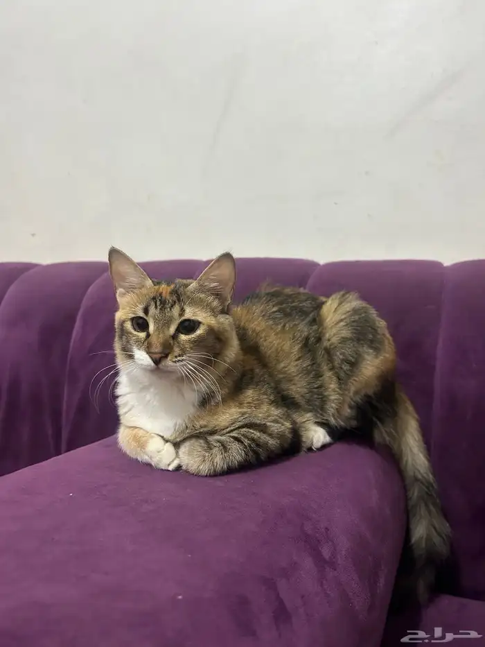 للتبني قطه أنثى العمر تقريبا من 7 أشهر إلى 8 اشهر 10