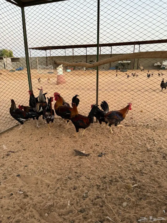 ديوك عربي ابوتاج 0