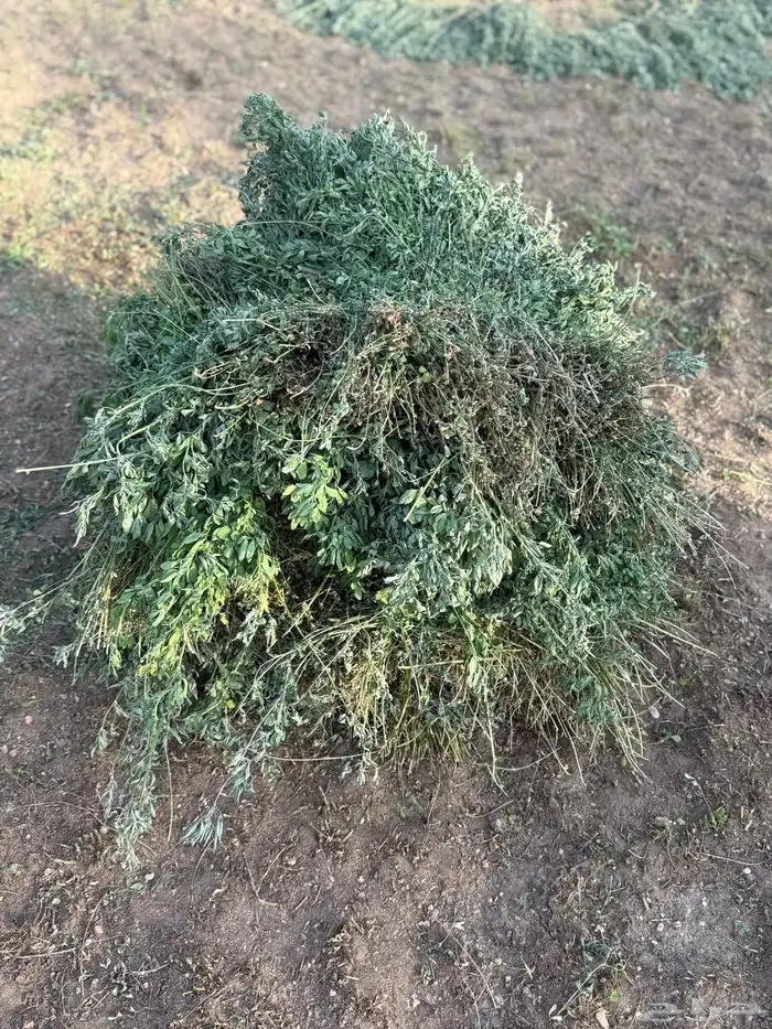 برسيم نظيف وسعر مغري 0