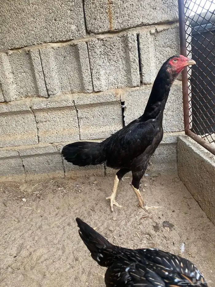 اناثي سندي للبيع 2