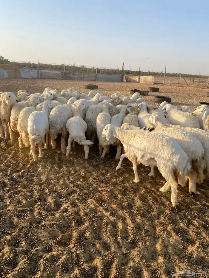 لبيع حريات رخال 4