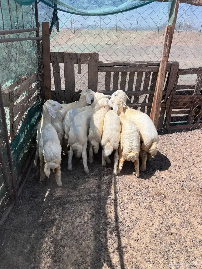 طليان 3