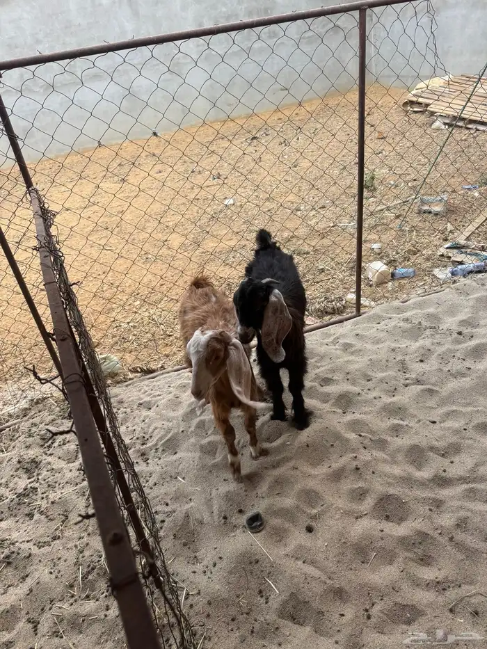 طليان ورخل وثنتين عنقان 0