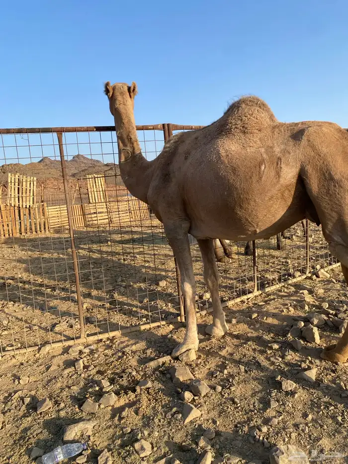 لقحات ثنتين حمر طيبات وحده ملاقي الحد من5600تمم البيع 2
