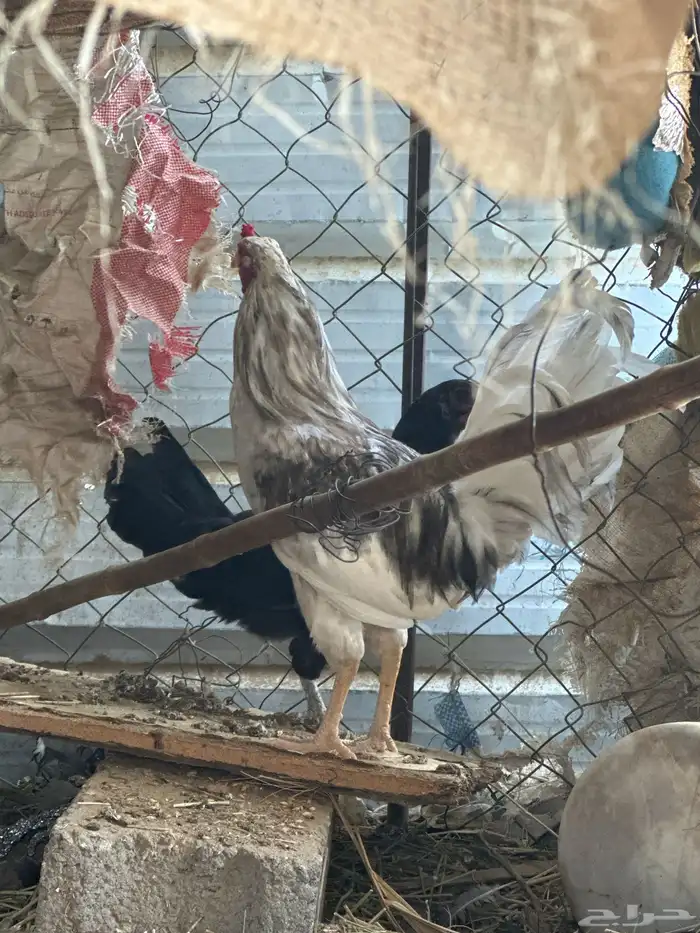 دجاجه وديك النوع بلدي 1