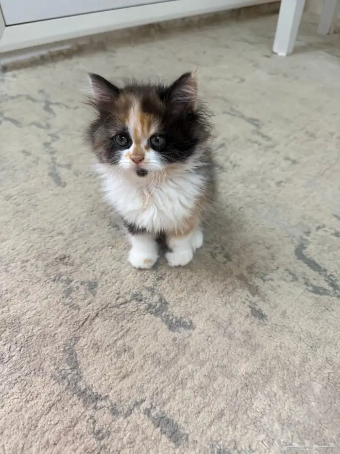 قطط 1