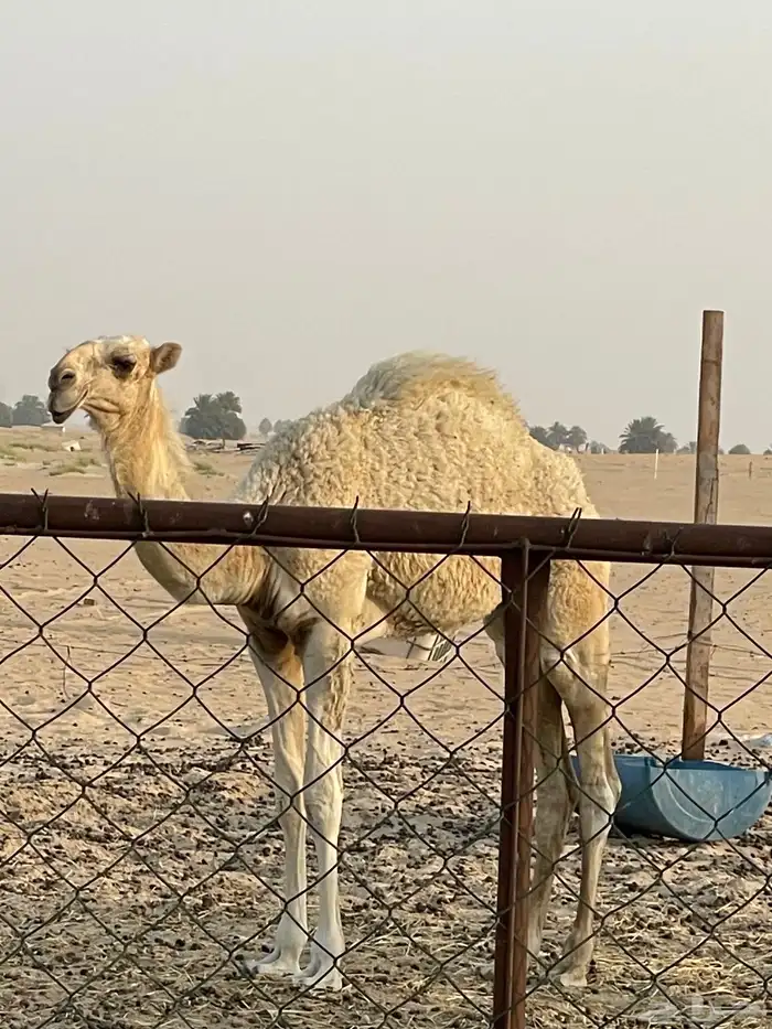 حوارة فرديه (تم البيع) 0