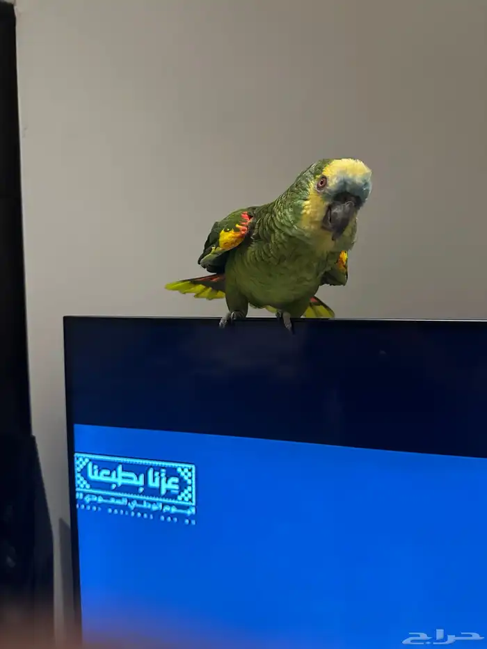 ببغاء امازوني انثى 6