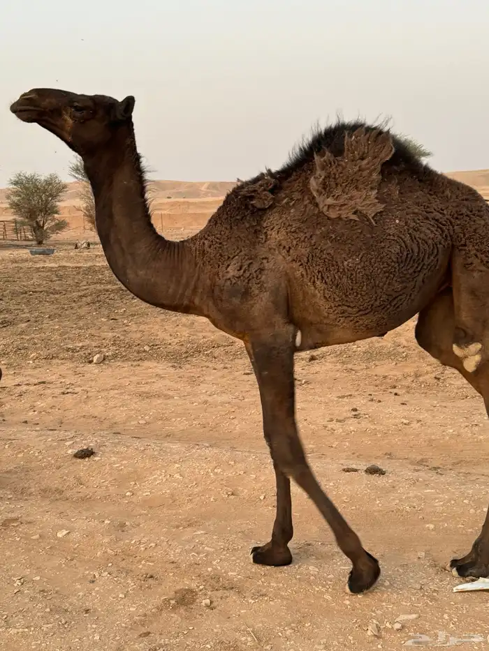 للبيع بكره عمرها 9 شهور 4