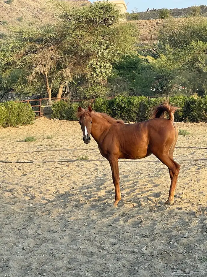 مهرة عربية شيخة ظهران الجنوب 0