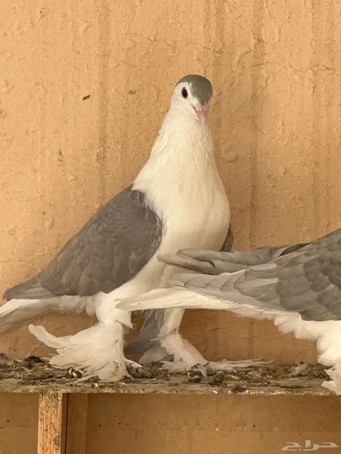 فرخ شيرازي 4