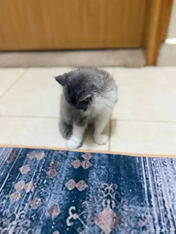 قطط 3