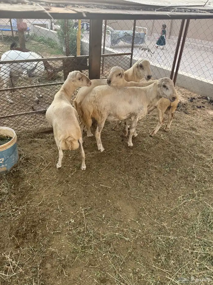 طليان كفو للبيع 1