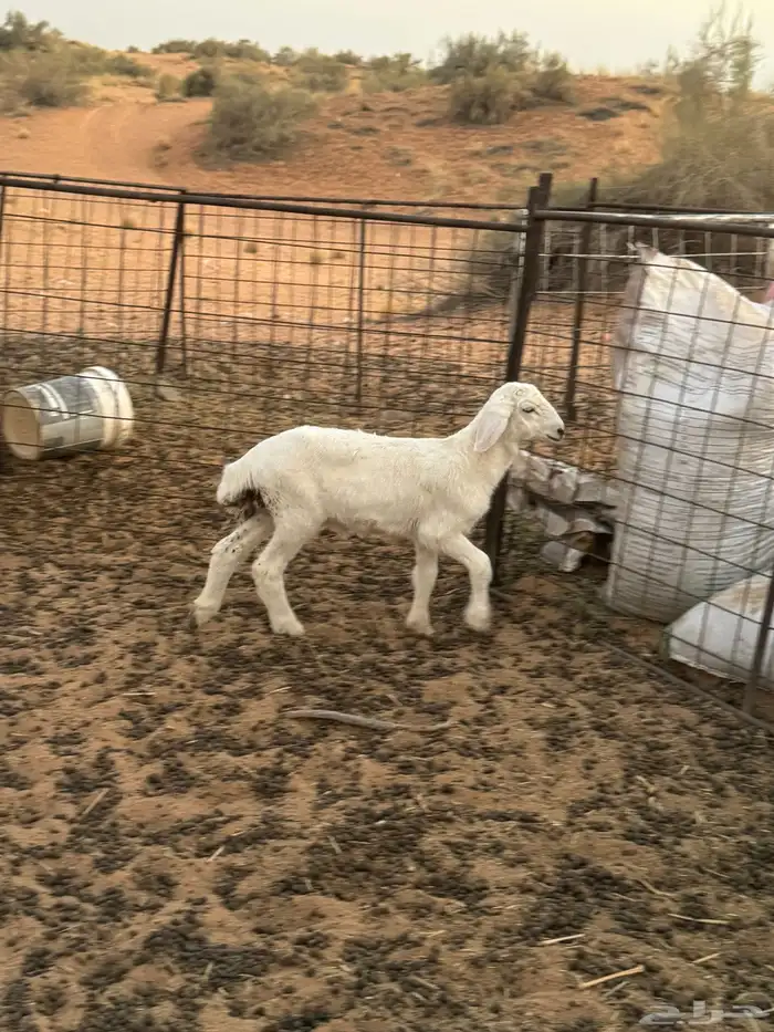 داغور خروف 1