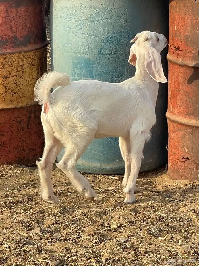 معزا للبيع 22