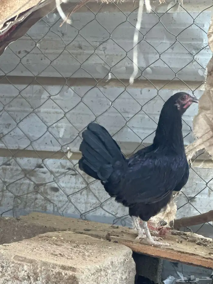 دجاجه وديك النوع بلدي 2