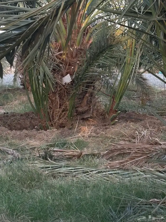 فسايل او صنيه عجوا فاخره 6