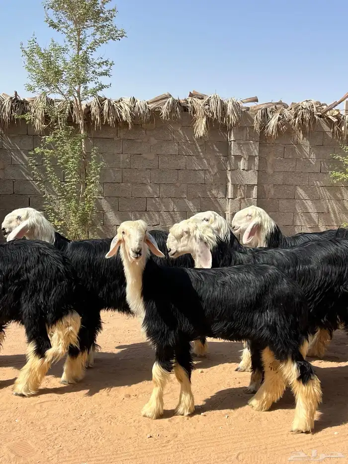 للبيع رخال نجد 0