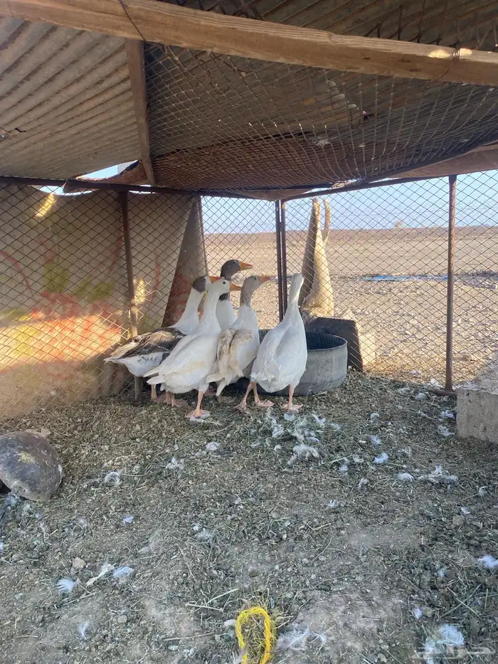 الوز 0
