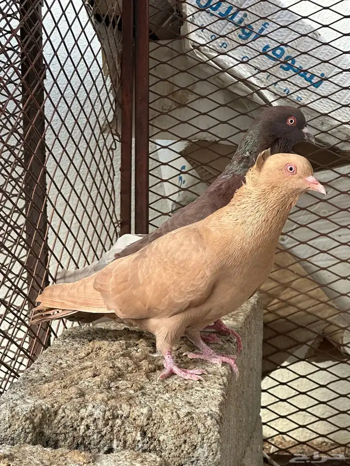 حمام مصري 3 ازواج 10