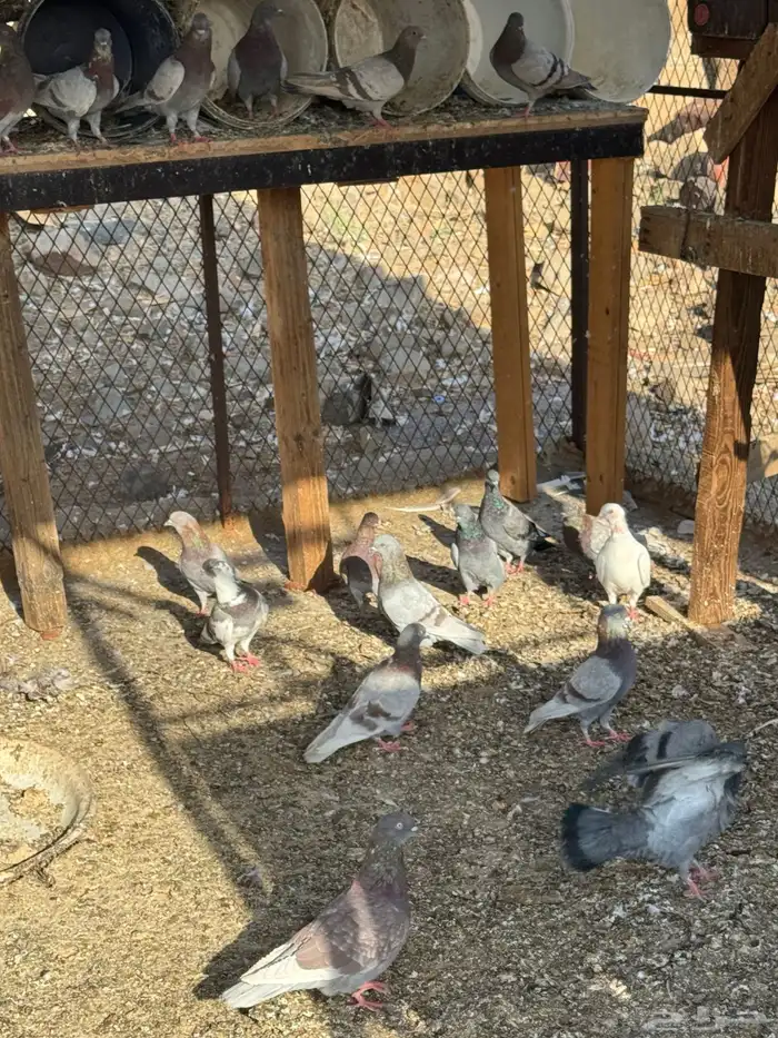 حمام سوبر جامبو وبلدي الحبة ب 7 2