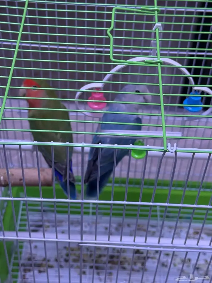 للبيع جوز روز ذكر وأنثى بمدينة الملك خالد العسكرية 0