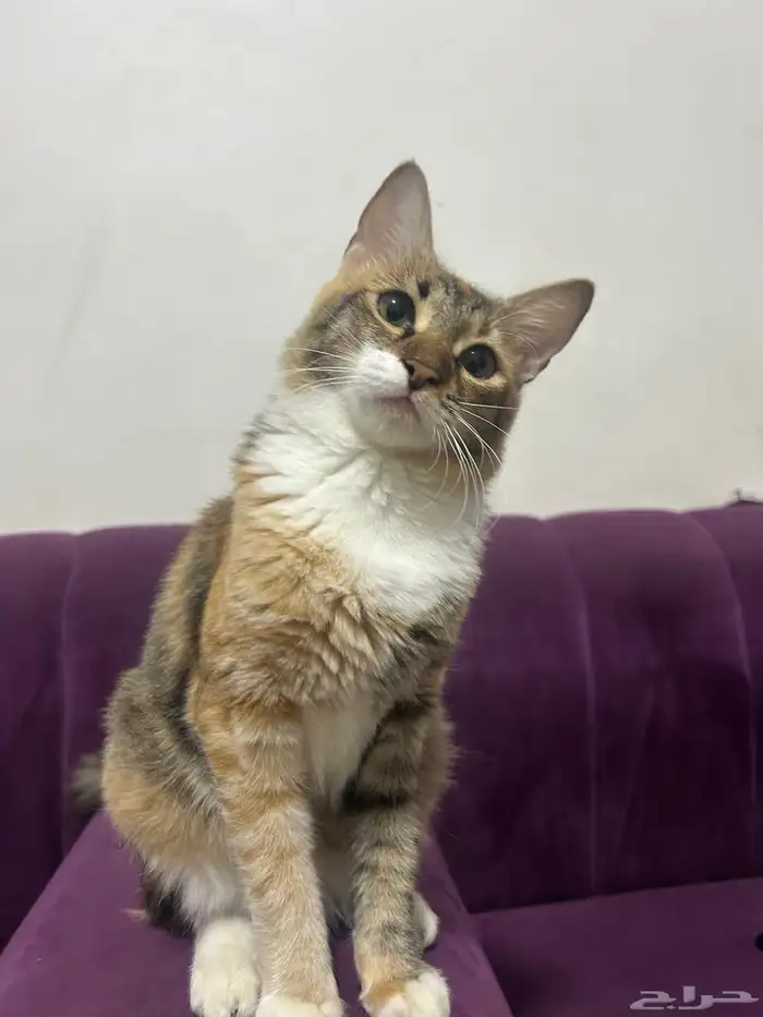 للتبني قطه أنثى العمر تقريبا من 7 أشهر إلى 8 اشهر 8