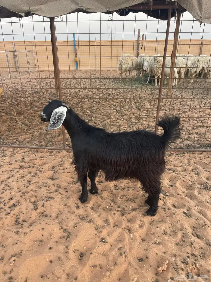 جفره تم البيع الله يبارك له 0