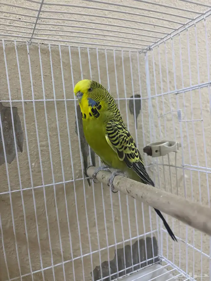 بادجي (طيور الحب ) انقليزي 1